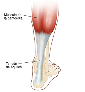 Vista posterior del pie y de la pantorrilla donde se observan los huesos y el tendón de Aquiles.