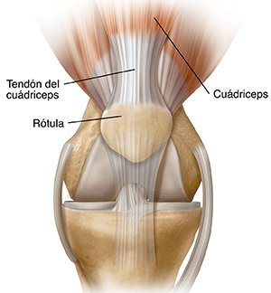 Vista frontal de la articulación de la rodilla en la que se muestra el tendón del cuádriceps.