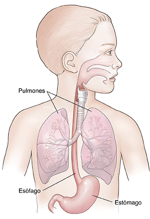 Imagen de la cabeza y el torso de un niño en donde se observan las vías respiratorias inferior y superior, y el tubo digestivo superior. 