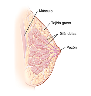 Corte transversal de la vista lateral de un seno en donde se ven el pezón, las glándulas, la grasa y el músculo del pecho.