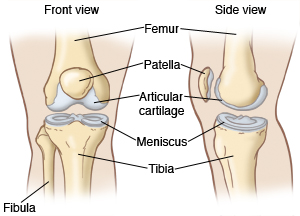 Illustration showing the front and side view of a knee joint, including the femur, patella, articular cartilage, meniscus, tibia, and fibula.