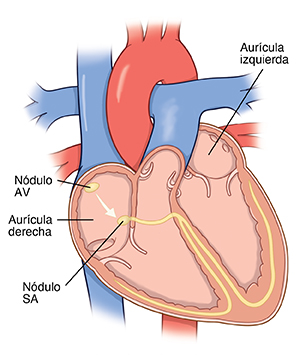 Vista lateral del corazón donde se observan las cavidades del corazón y las vías eléctricas.
