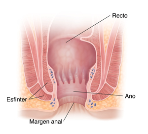 Corte transversal del ano.
