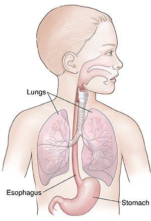 Child's head and torso showing upper and lower respiratory tracts and upper digestive system. 