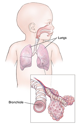 Front view of infant showing respiratory system. Inset shows bronchiole and alveoli.