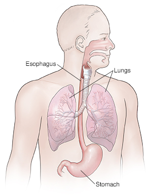 Front view of man showing respiratory and upper digestive anatomy.