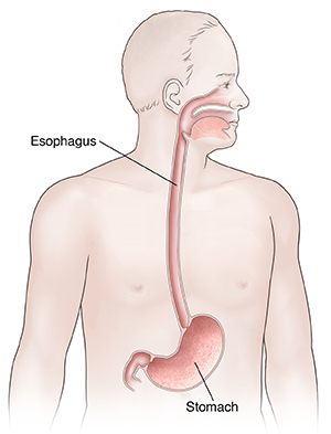 Front view of man showing upper digestive anatomy.