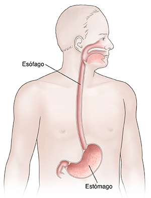 Vista frontal de un hombre donde se observa la anatomía del tracto digestivo superior.
