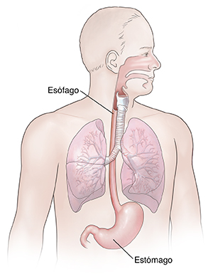 Vista frontal de un hombre donde se observa la anatomía del aparato respiratorio y del tubo digestivo superior.