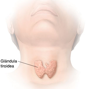 Vista frontal de una cabeza y un cuello donde se ve la glándula tiroidea.