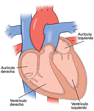 Corte transversal del corazón donde se observan las cavidades del corazón.