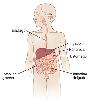 Vista frontal de un niño donde se observa el tracto digestivo.