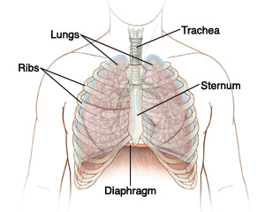 Illustration of the chest showing position of the ribs, sternum, trachea, lungs, and diaphragm.