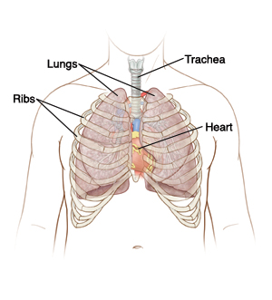 Front view of male chest showing lungs, trachea, heart, and ribs.