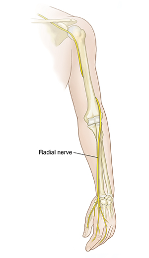 Arm, showing bones and radial nerve the length of arm.
