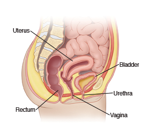 View of the female pelvic anatomy, featuring the bladder, rectum, vagina, uterus, and urethra.