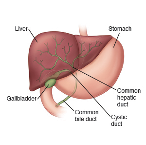 Front view of liver, gallbladder, and stomach, showing common hepatic, common bile, and cystic ducts.