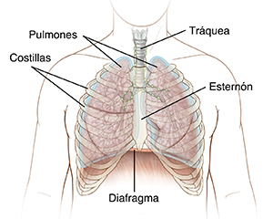 Ilustración del pecho que muestra la posición de las costillas, el esternón, la tráquea, los pulmones y el diafragma.