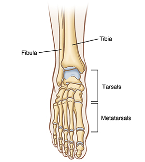 Front view of bones in lower leg, ankle, and foot.