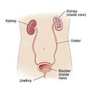 Front view of body showing kidneys, ureters, and bladder. Bladder and one kidney shown in cross section.