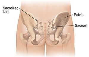 Back view of pelvic bones showing sacroiliac joint.