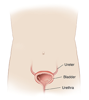 Front view of body outline showing bladder, urethra, and ureters.
