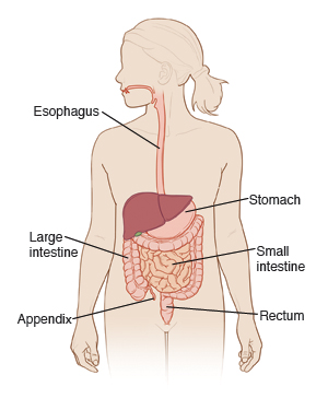 Outline of female showing labeled digestive track, including esophagus, large intestine, stomach, small intestine, appendix, and rectum.
