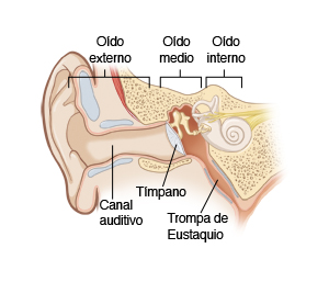 Imagen que muestra un corte transversal del oído interno, medio y externo, incluido el conducto auditivo, el tímpano y la trompa de Eustaquio.
