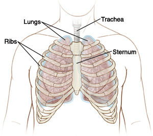 Chest showing location of ribs, sternum, trachea, and lungs.