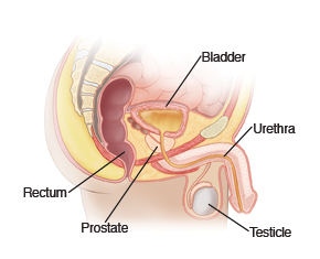 Side view of the male pelvic anatomy, showing the bladder, rectum, prostate, testicle, and urethra.
