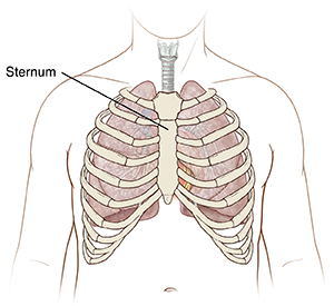Front view of male chest showing sternum and ribcage.
