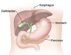Front view of upper belly showing liver, gallbladder, stomach, and pancreas.