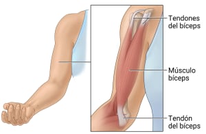 En el brazo, por encima de la parte interior del codo, el músculo bíceps está situado entre 2 tendones del bíceps en el hombro y 1 tendón del bíceps en el codo.