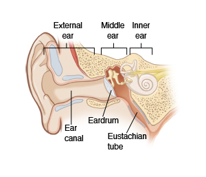 Cross section of external, middle, and inner ear, including ear canal, eardrum, and eustachian tube.