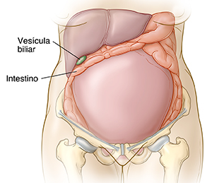 Imagen que muestra el útero de una mujer embarazada, la ubicación de la vesícula y del intestino.