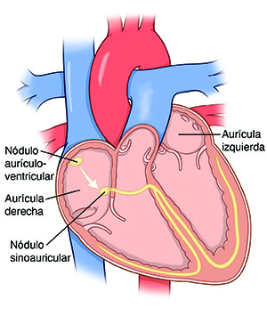 Sección transversal del corazón que muestra la aurícula izquierda y el nodo SA y el nodo AV en la aurícula derecha.