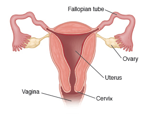 Cross section of uterus showing Fallopian tubes, ovaries, cervix, and vagina.