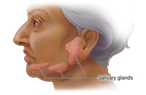 Along the jaw there are 3 salivary glands near the chin, jawline, and by the ears.