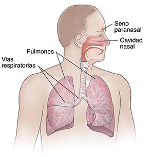 Vista frontal del cuerpo de un hombre en donde se observa el aparato respiratorio.