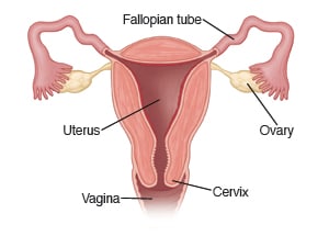 Cross section of the uterus, showing the vagina.