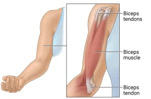 Biceps muscle connected at shoulder bone by two biceps tendons and at elbow bone by one biceps tendon.