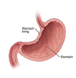 Cross section of stomach, including stomach lining.