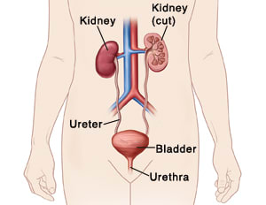 Front view of female outline showing urinary tract and blood vessels. One kidney is in cross section. 