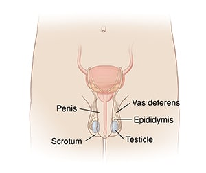 Male reproductive anatomy, with labels for penis, scrotum, vas deferens, epididymis, and testicle.