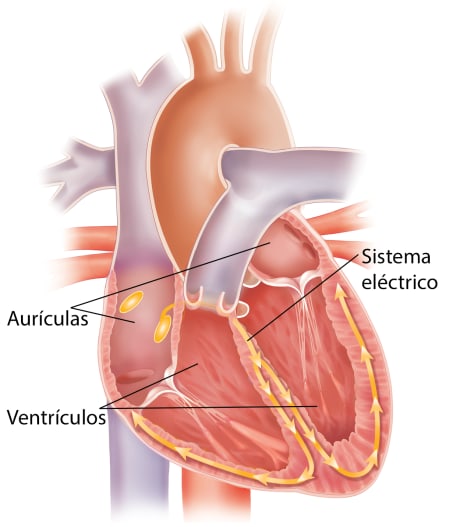 Corte transversal del corazón en el que se observan las aurículas, los ventrículos y el sistema de conducción eléctrica.