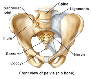 Front view of the pelvis (hip bone) showing the sacroiliac joint, spine, ligaments, ilium, sacrum, coccyx, and nerve. 