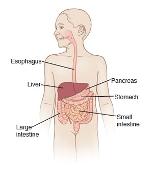 Front view of boy showing digestive tract.